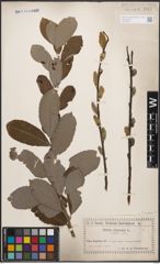Foto von Salix cinerea L.